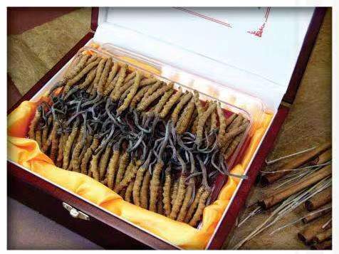 蠡县冬虫夏草回收